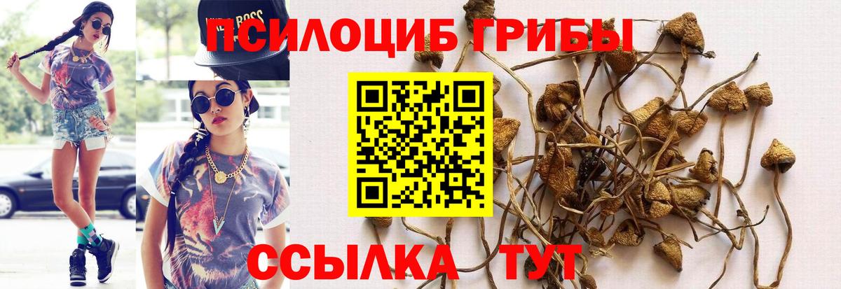 Мичуринск  Галлюциногенные грибы Magic Shrooms  хочу   Галлюциногенные грибы Cubensis  Вход с VPN 